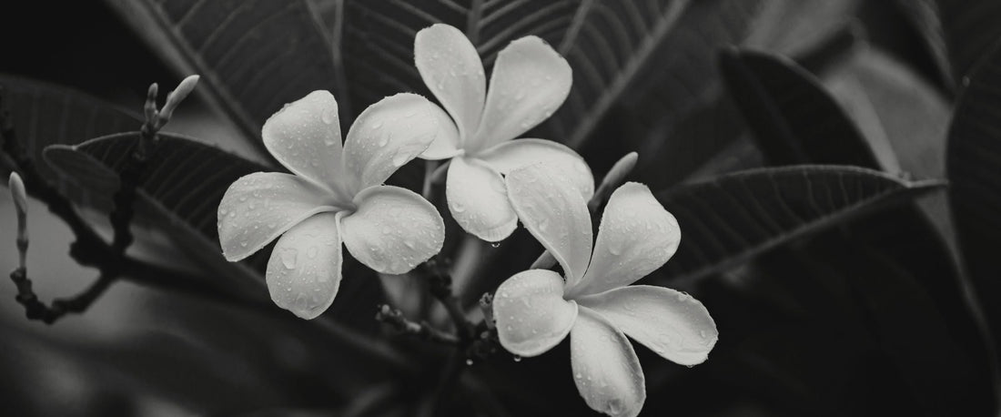 The Sacred Blossom | Bali